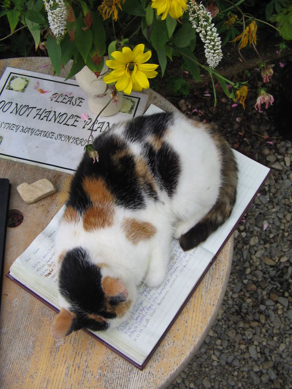 Katze auf dem Gästebuch