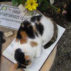 Katze auf dem Gästebuch