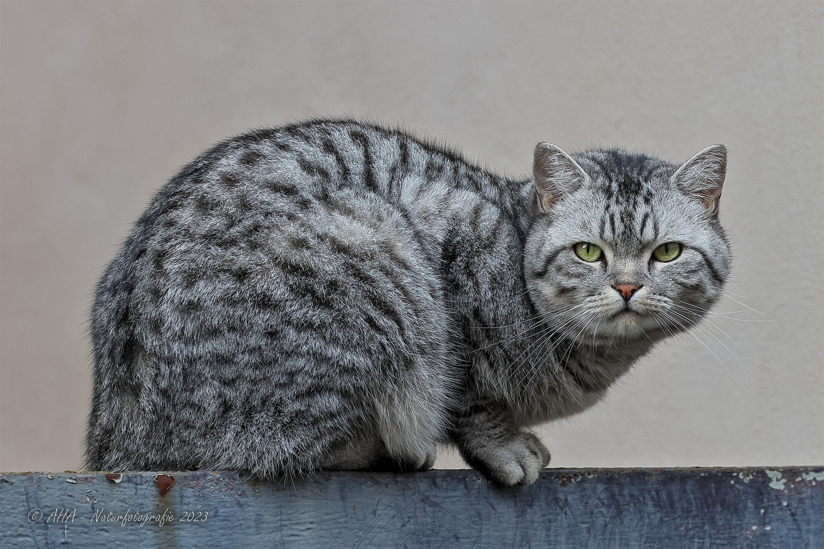 Katze auf dem Gartentor