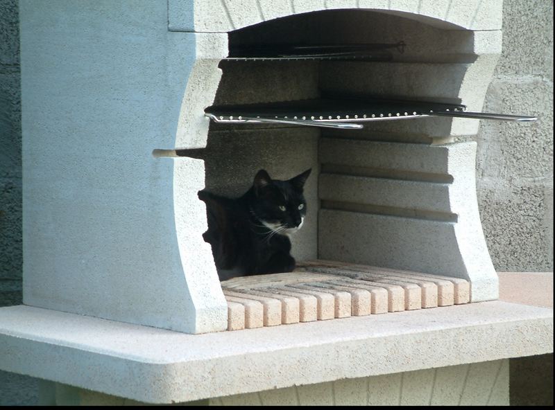 Katze auf dem Grill