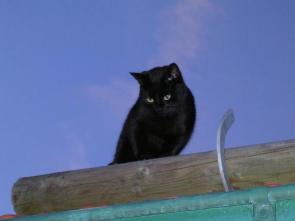 Katze auf dem Hausdach