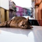 Katze auf dem heißen Blechdach