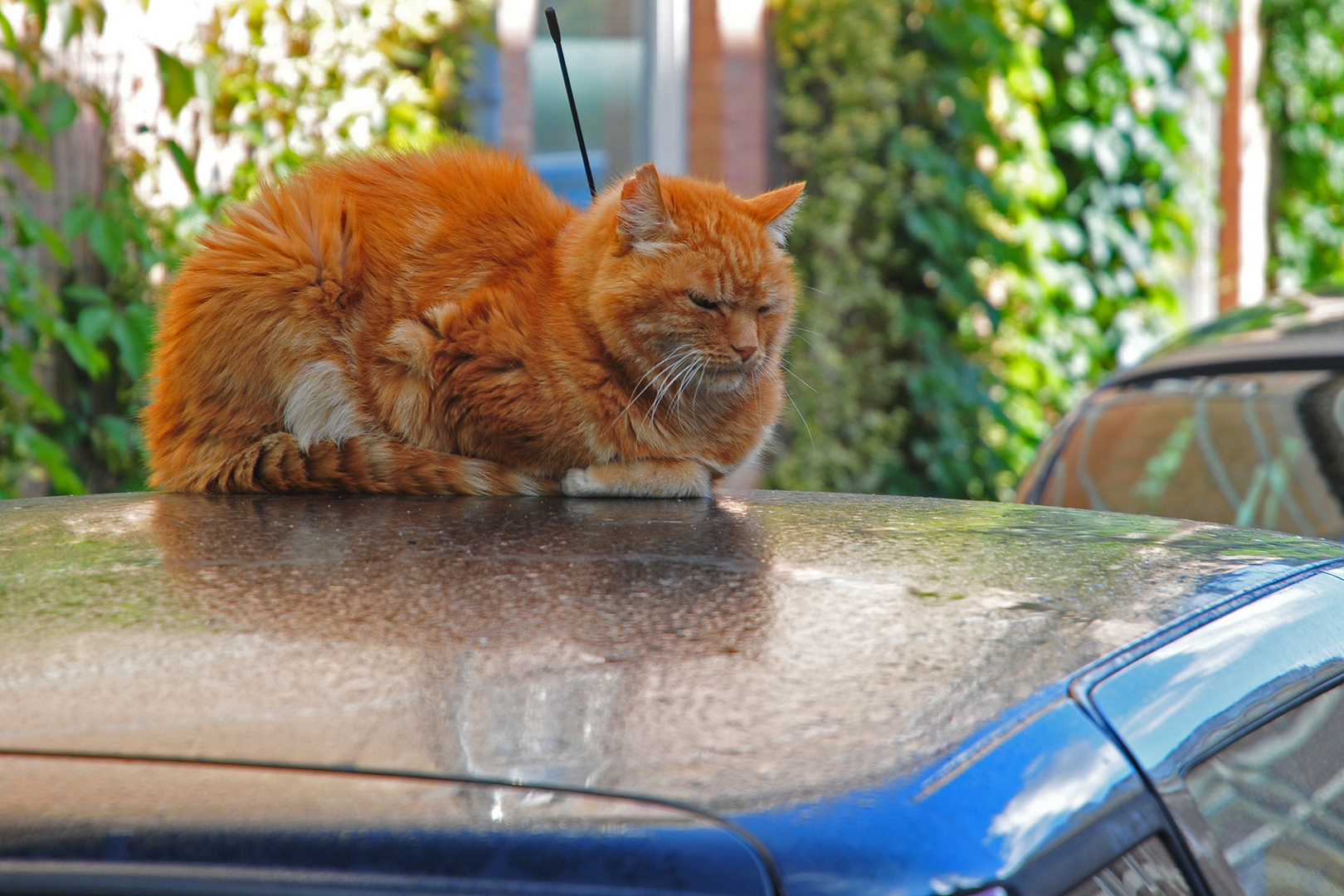 Katze auf dem heissen Blechdach!