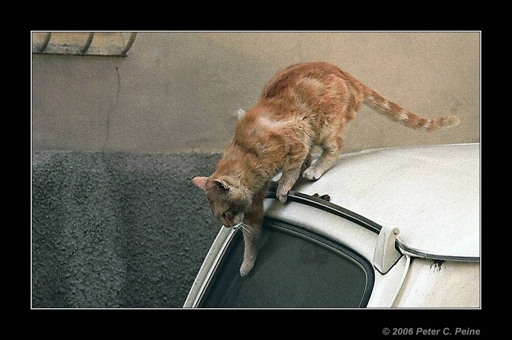 Katze auf dem heißen Blechdach