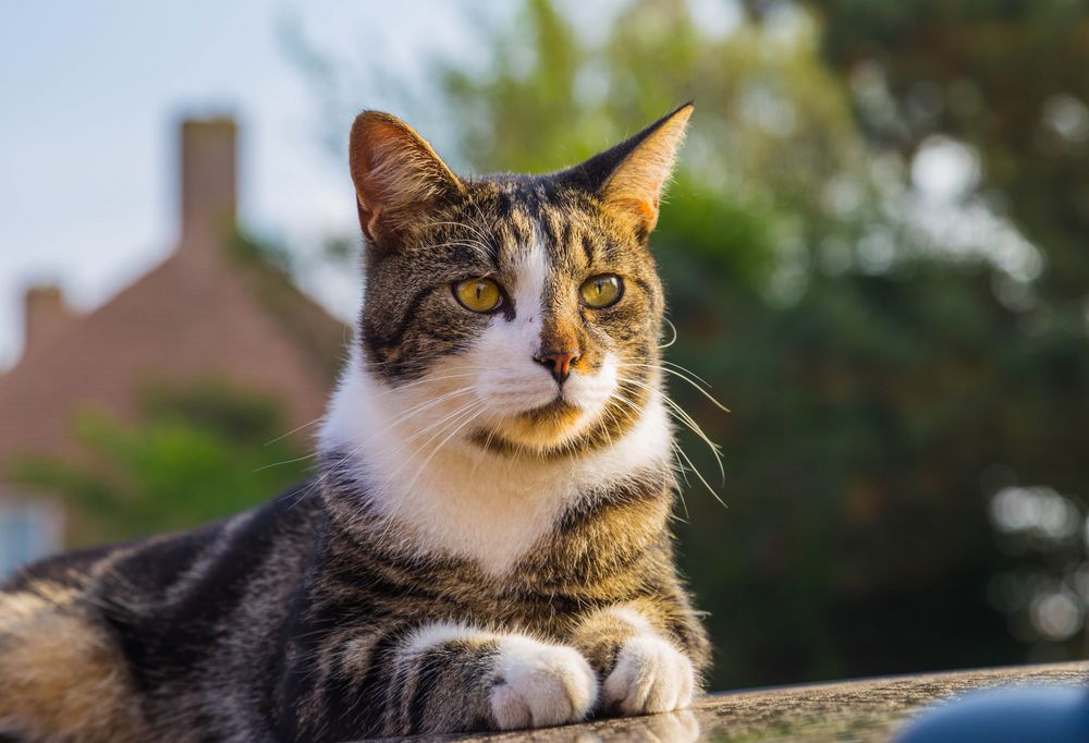 Katze auf dem heißen ....dach