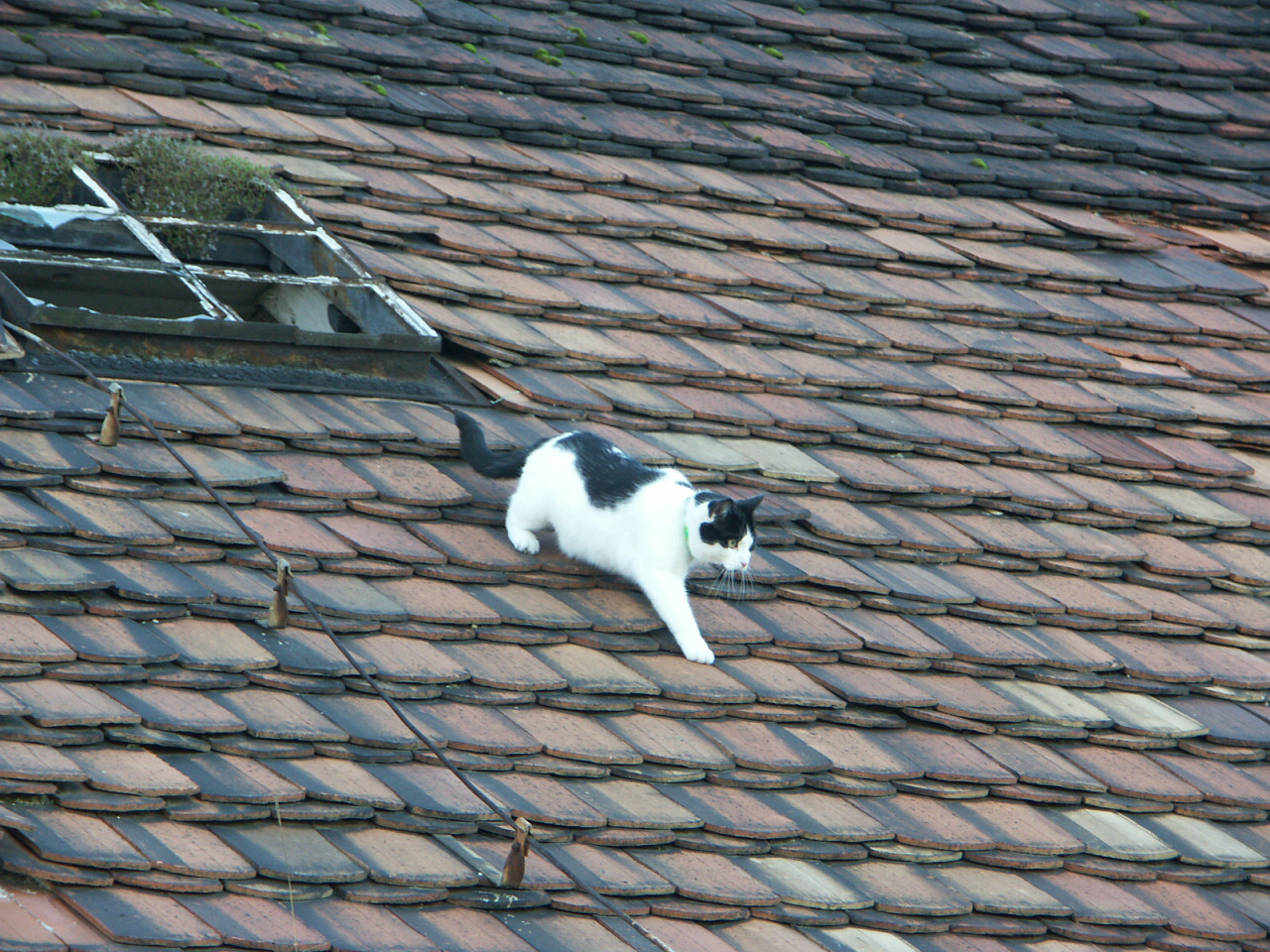 Katze auf dem heißen Wellblechdach