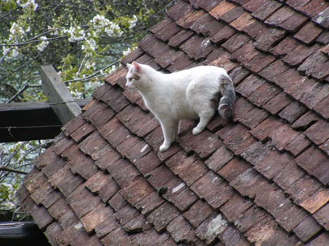 Katze auf dem heißen Ziegeldach