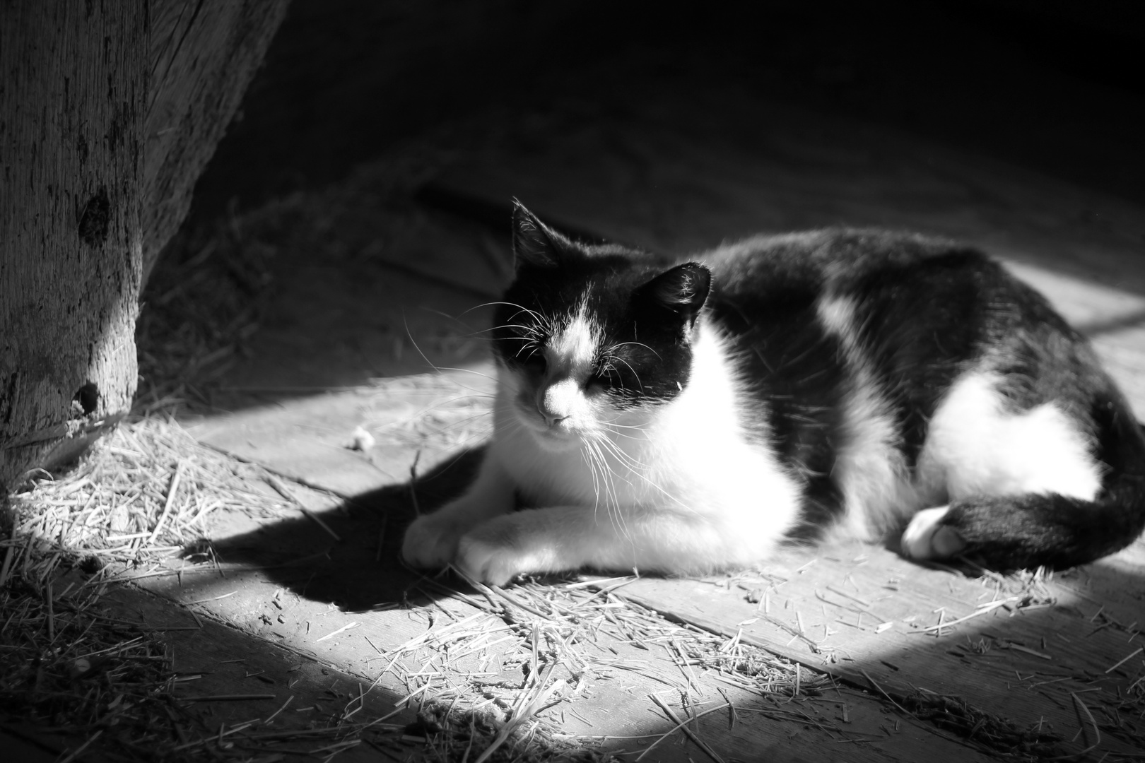 Katze auf dem Heuboden