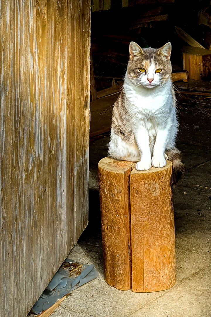 Katze auf dem Holzstock