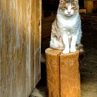 Katze auf dem Holzstock