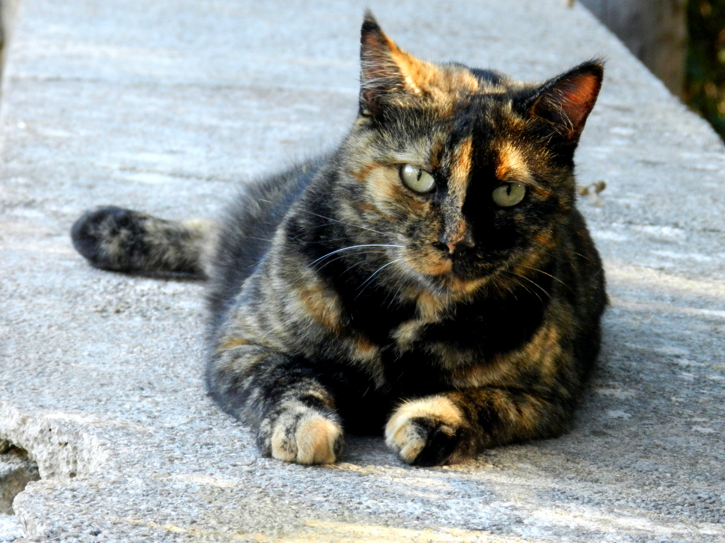 Katze auf dem Kalvarienberg in Pollenca