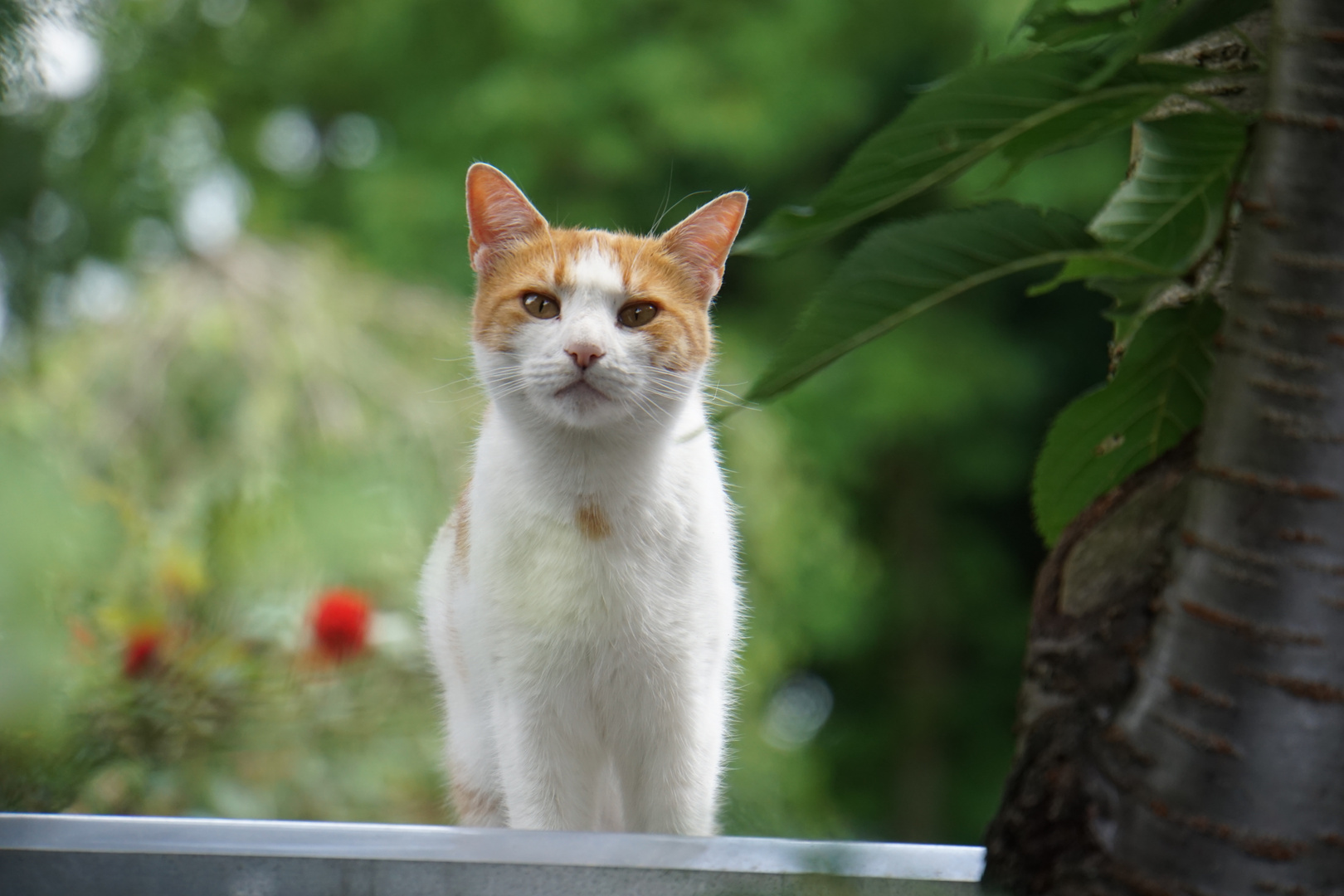 Katze auf dem Nachbarsblechdach