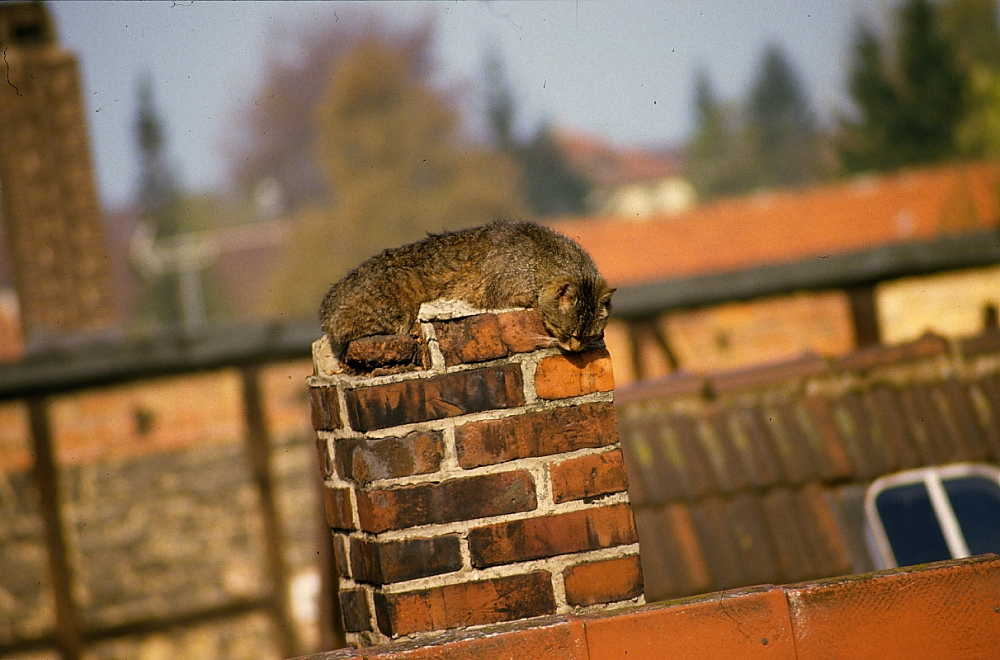 Katze auf dem Schornstein