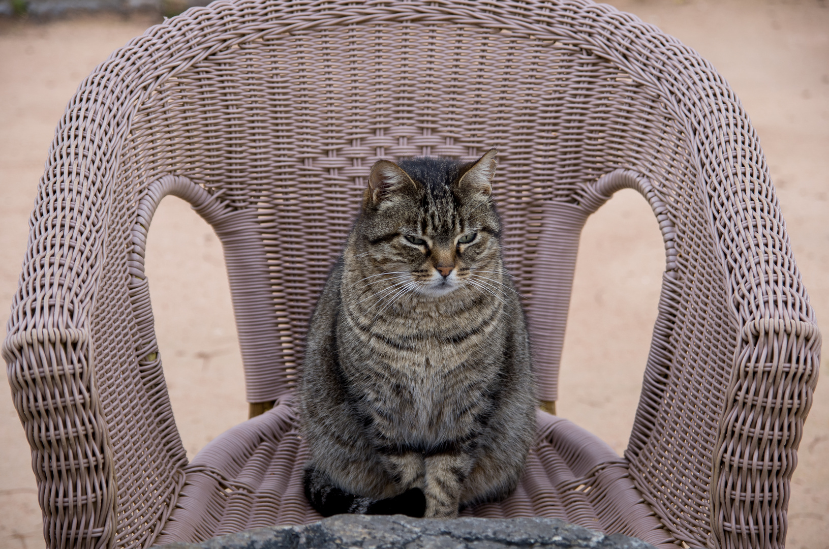 Katze auf dem Sessel