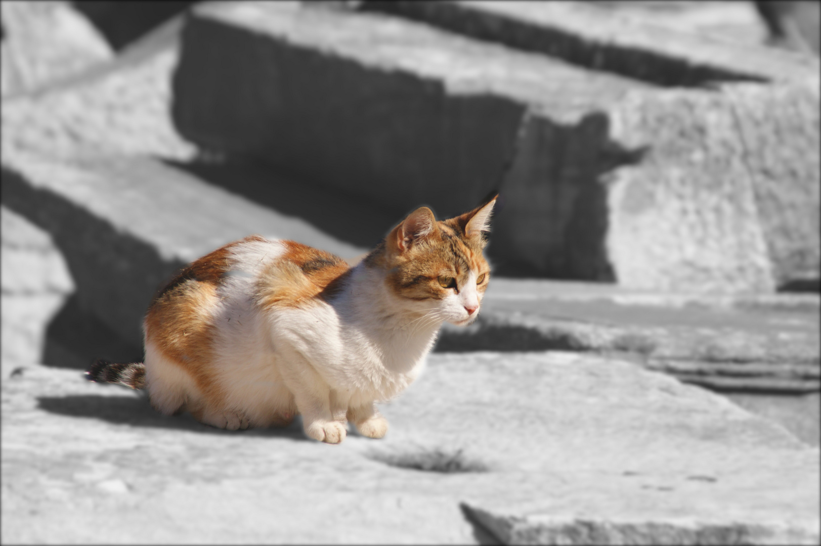 Katze auf dem Stein