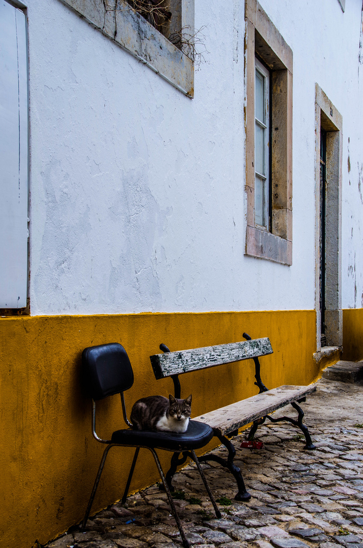 katze auf dem stuhl in faro