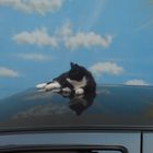 Katze auf dem Wagendach