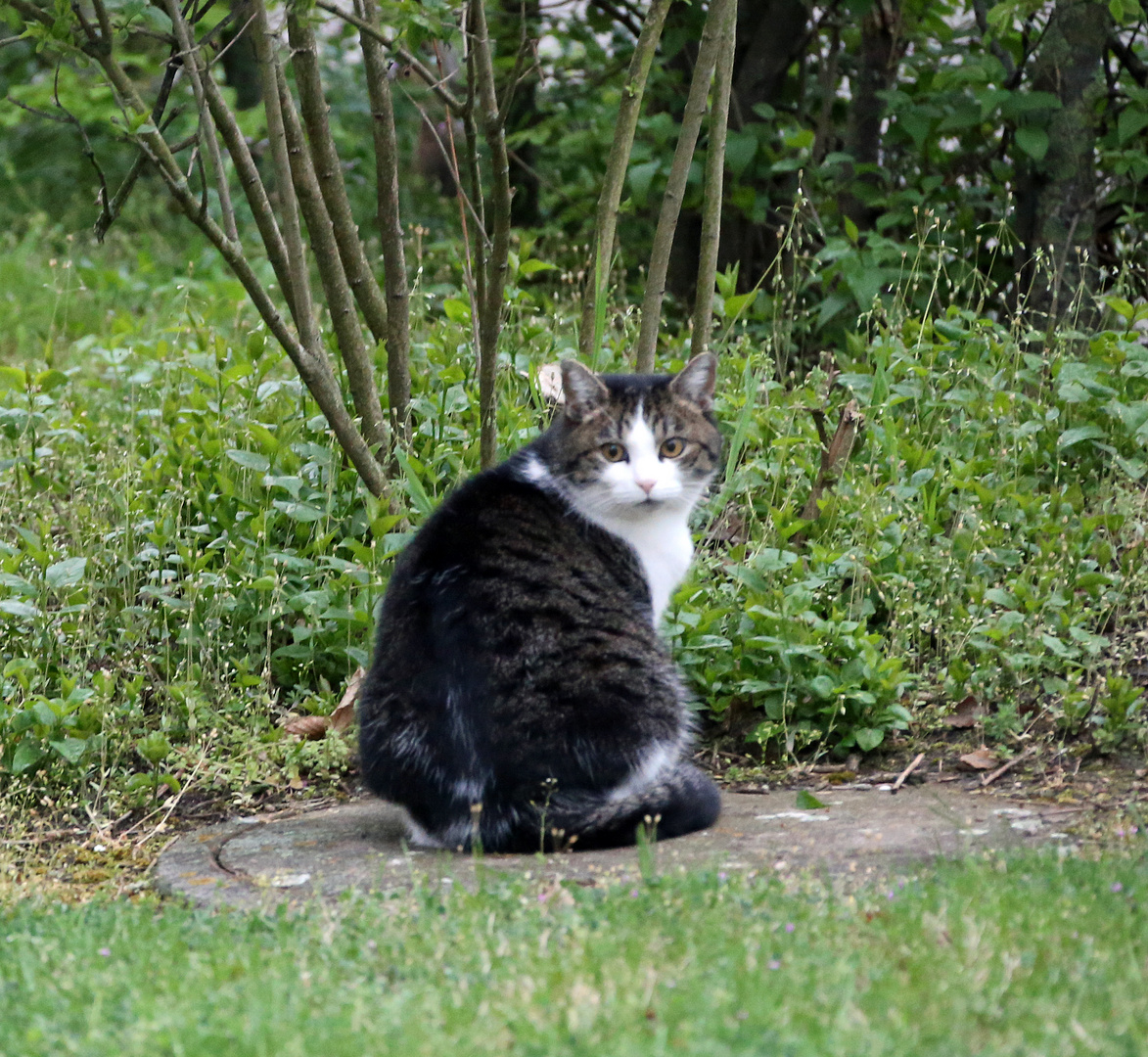 Katze auf dem warmen Kanaldeckel