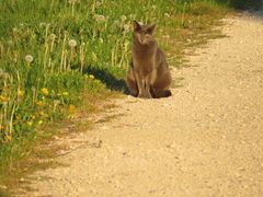 Katze auf dem Weg