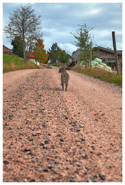 Katze auf dem Weg