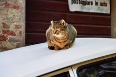 Katze auf dem weißen Blechdach