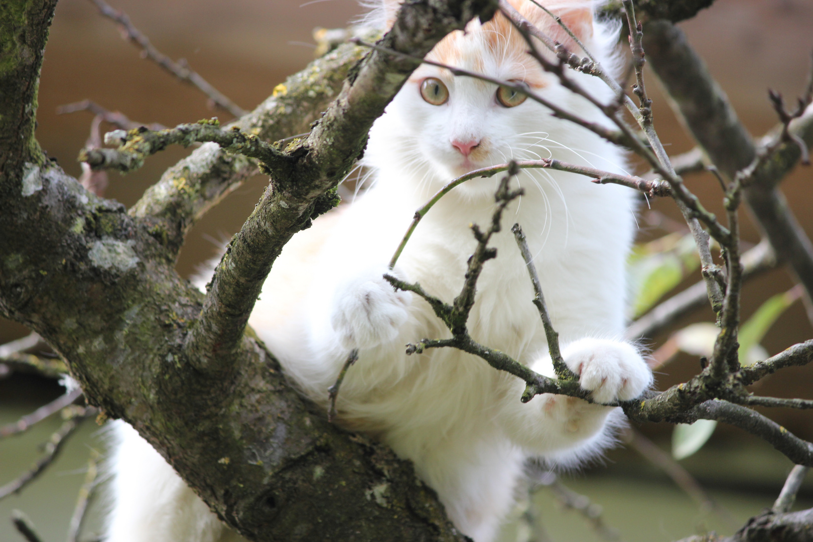 Katze auf den Baum ;)