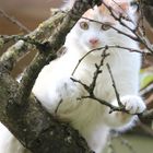 Katze auf den Baum ;)