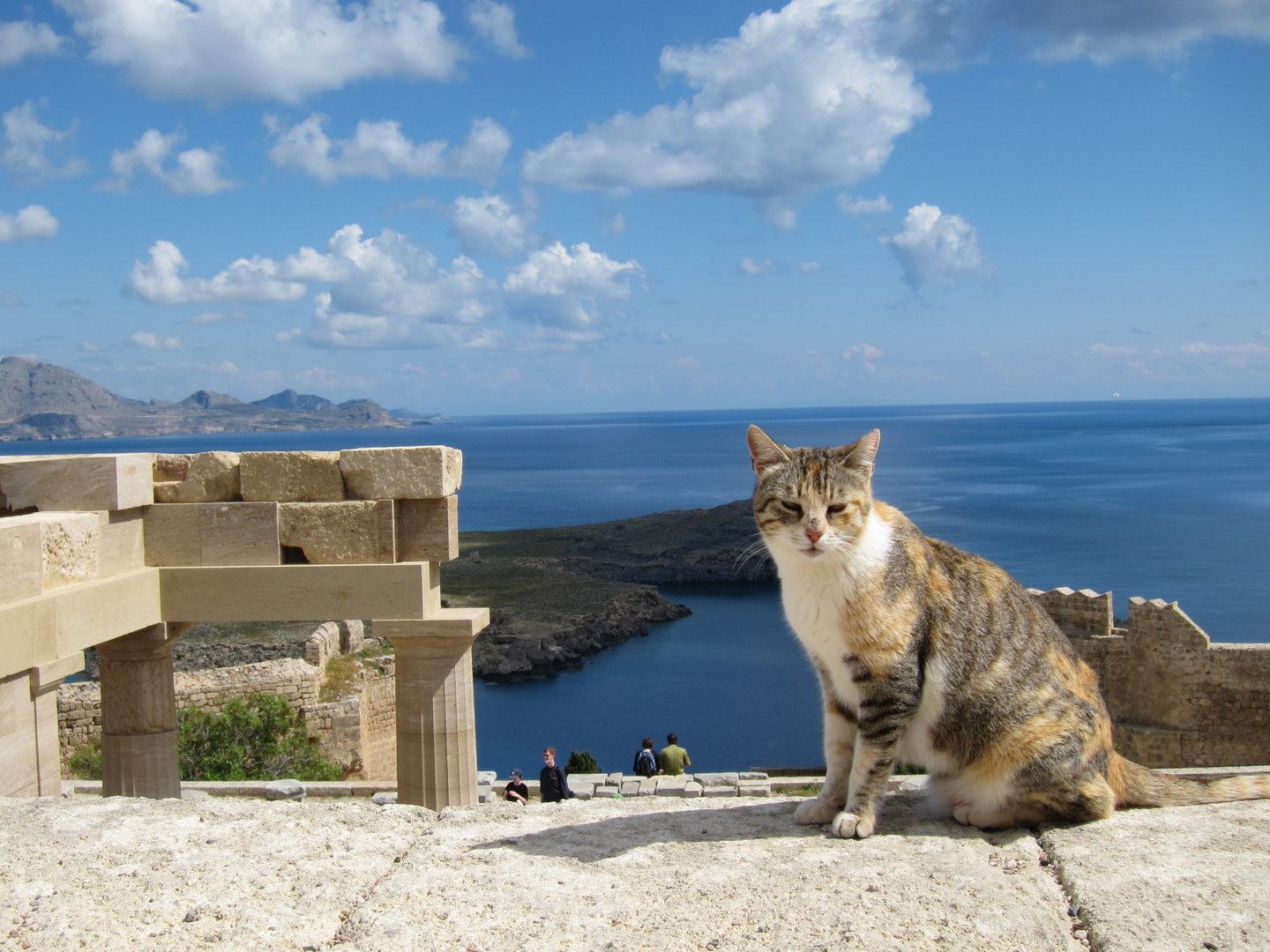 Katze auf der Akropolis von Lindos auf Rhodos