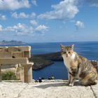 Katze auf der Akropolis von Lindos auf Rhodos