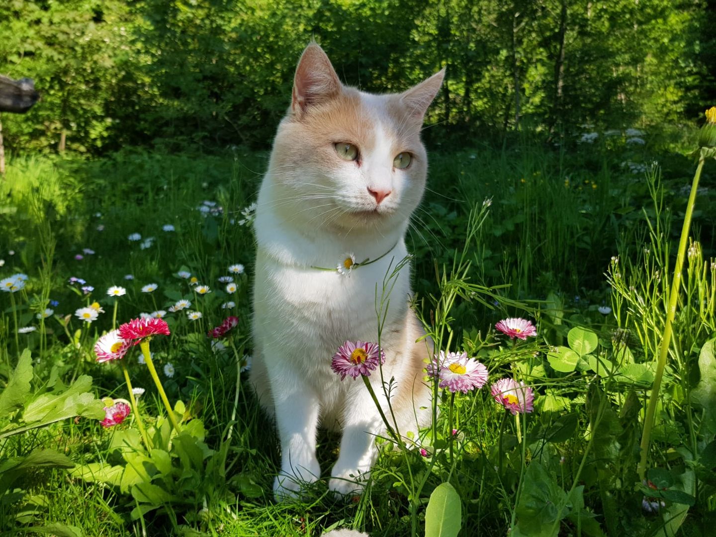 Katze auf der Feen-Märchenwiese