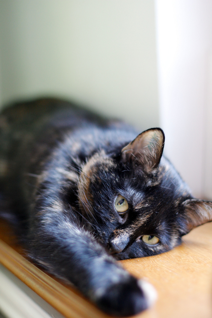 Katze auf der Fensterbank