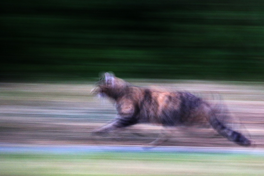 Katze auf der Flucht