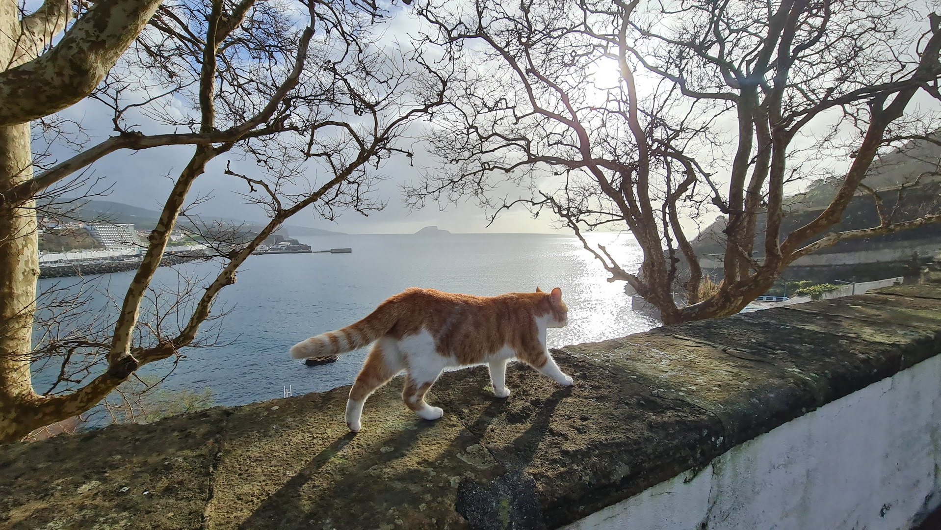Katze auf der Insel