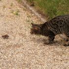 Katze auf der Jagd