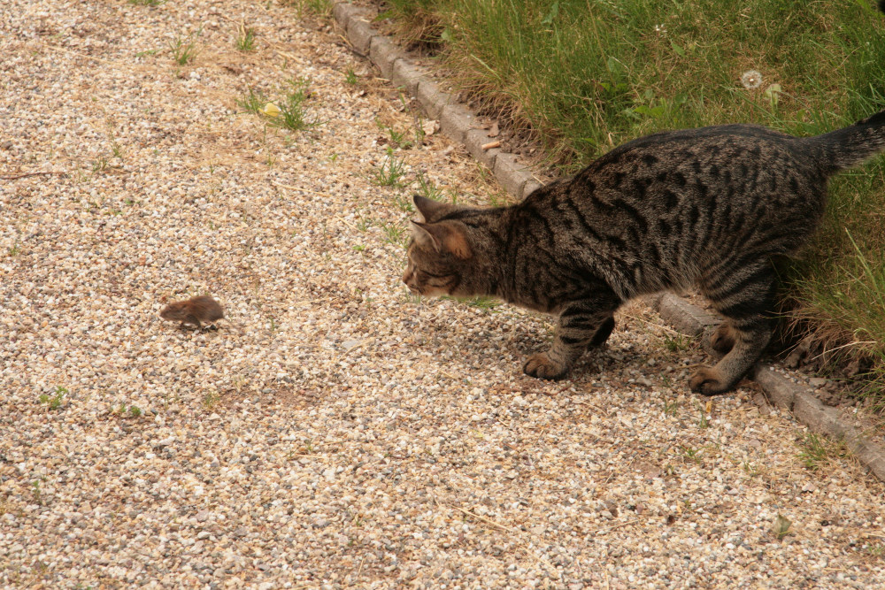 Katze auf der Jagd