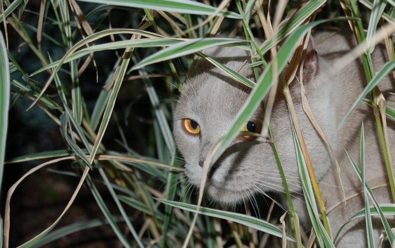 Katze auf der Jagd