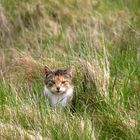 Katze auf der Jagd.