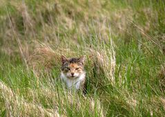 Katze auf der Jagd.