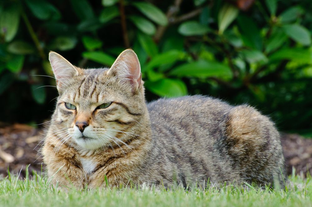 Katze auf der Jagd