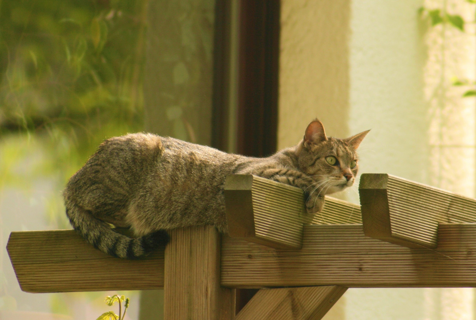 Katze auf der Jagd! Foto 1 