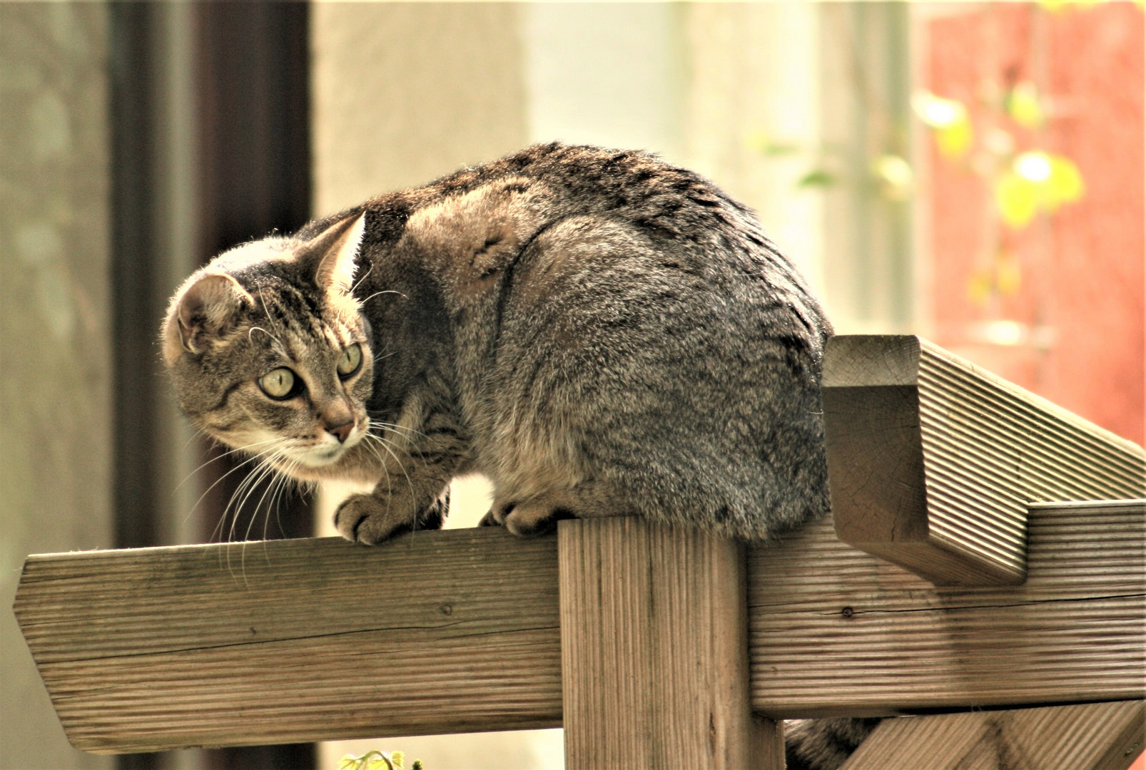 Katze auf der Jagd! Foto 3