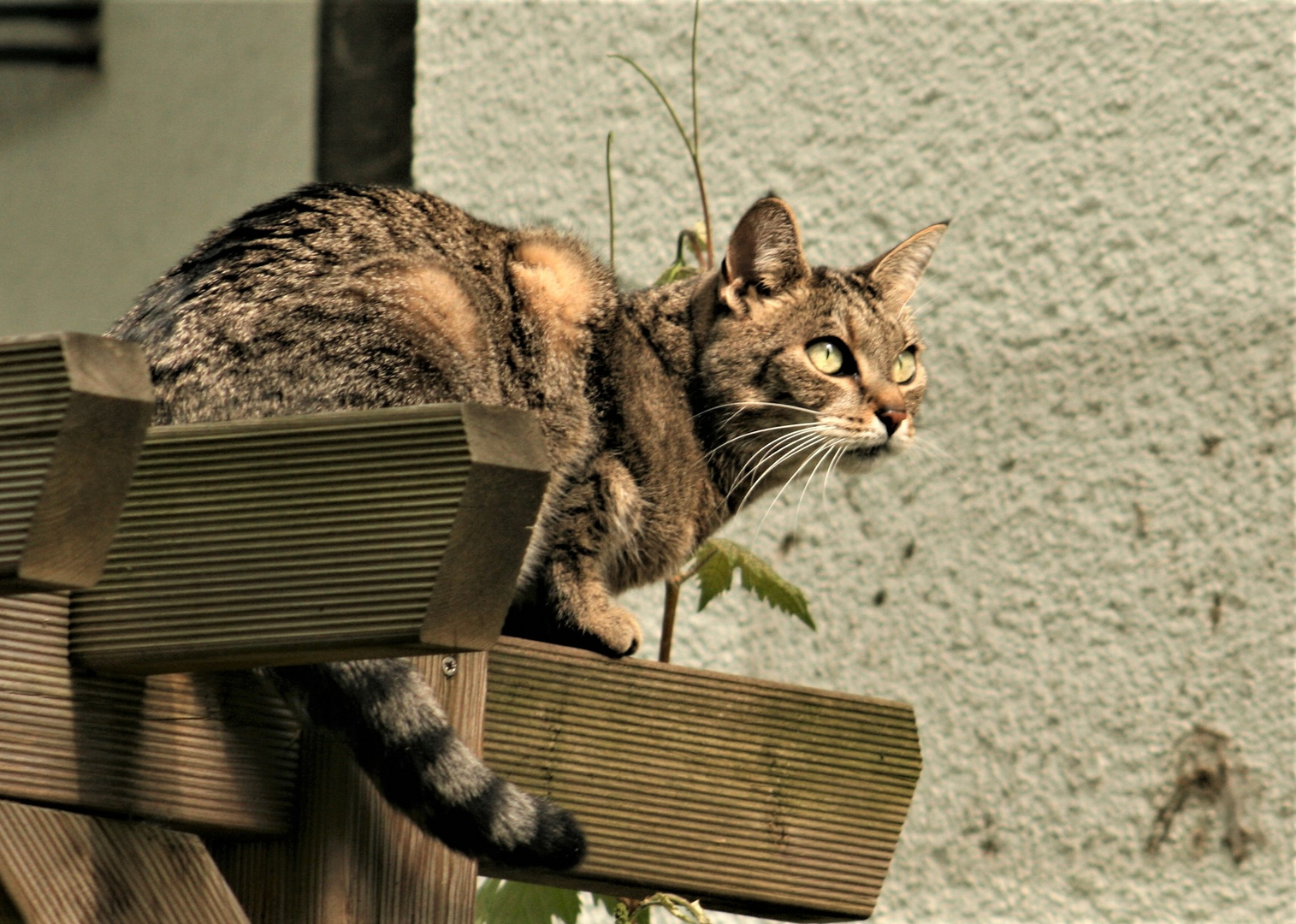 Katze auf der Jagd! Foto 4