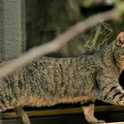 Katze auf der Jagd! Foto 6