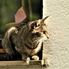 Katze auf der Jagd! Foto 7