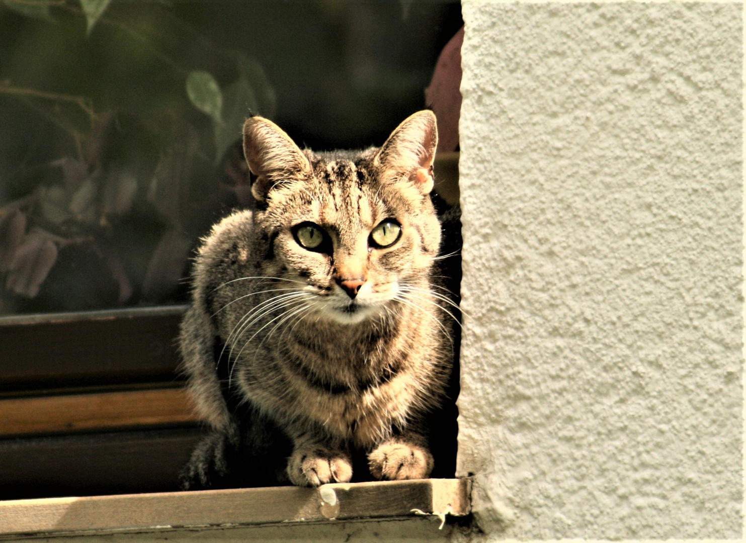 Katze auf der Jagd! Foto 8