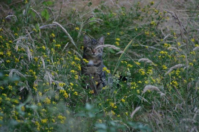 Katze auf der Jagd Teil 1