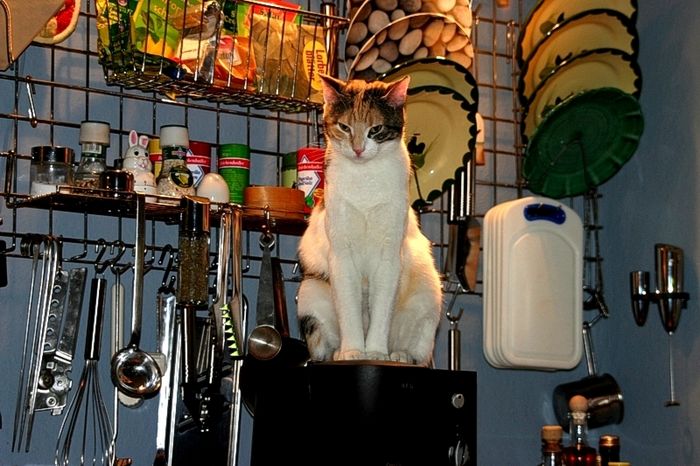 Katze auf der Kaffeemaschine