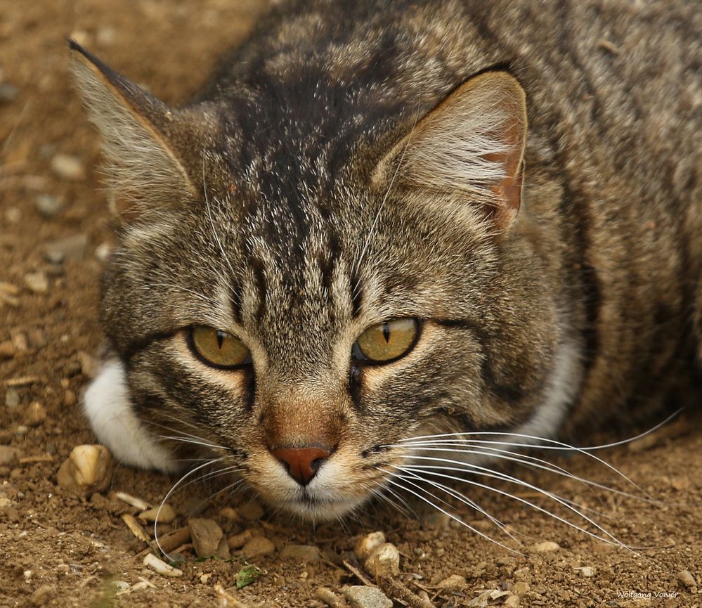 Katze auf der Lauer