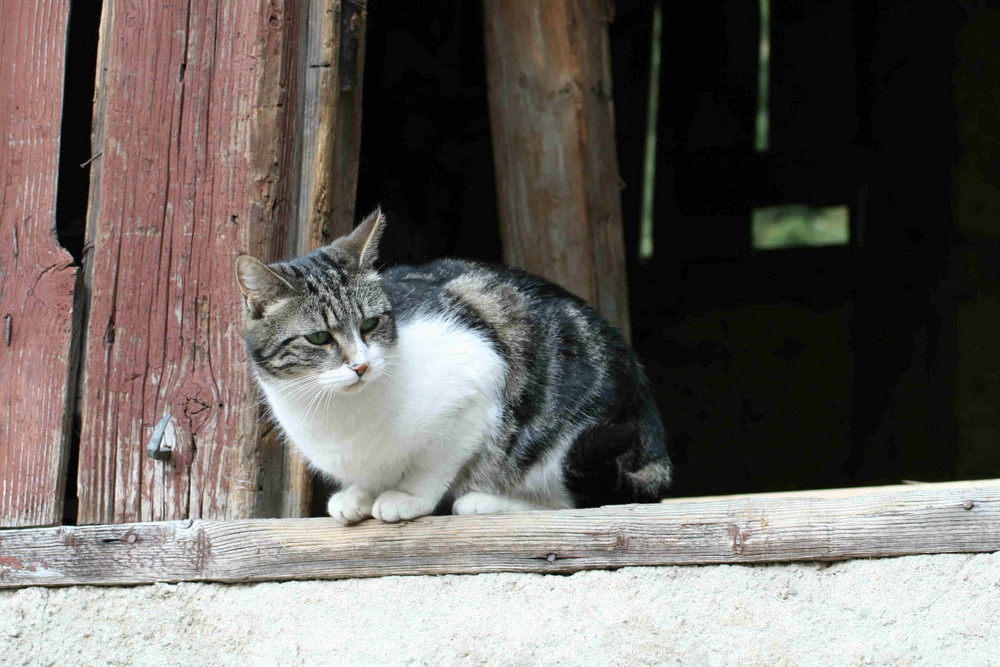 Katze auf der Lauer