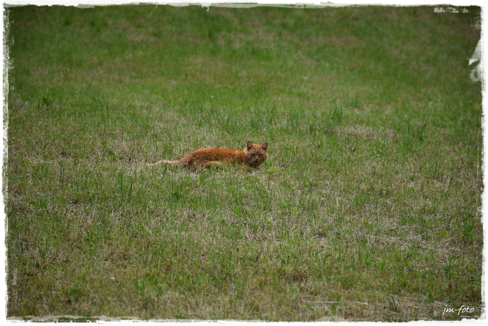 Katze auf der Lauer